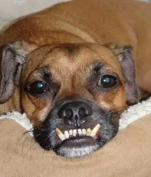Breed Appearance