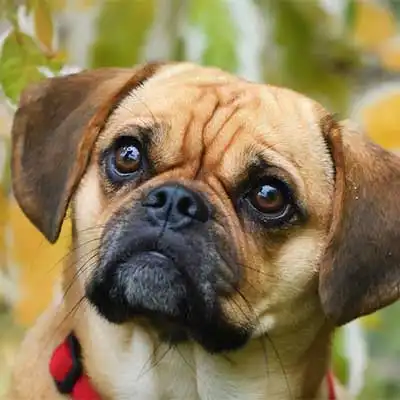 Puggle dog breed.