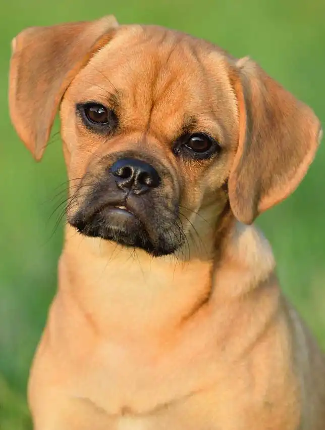 Breed Origin
