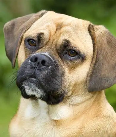 Breed Appearance