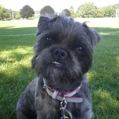 Pugland dog breed.