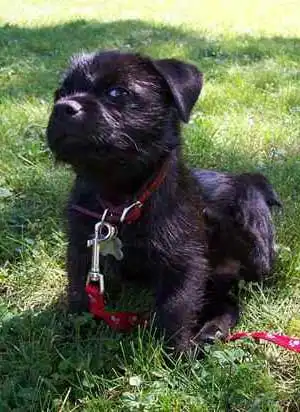 Breed Appearance