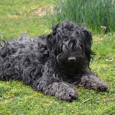Puli