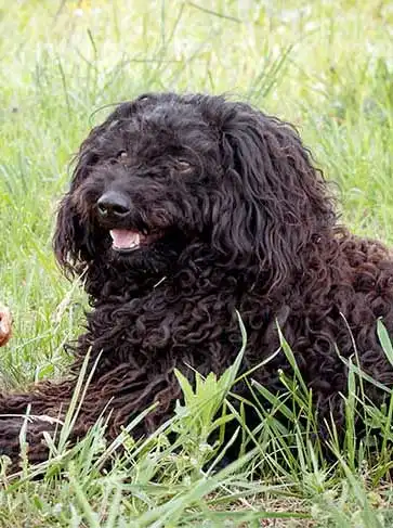 Breed Origin