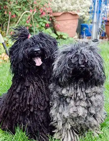 Breed Appearance