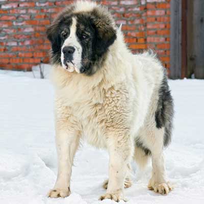 Pyrenean Mastiff