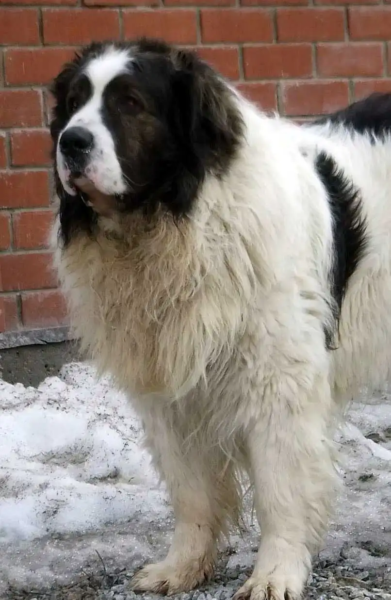 Breed Origin