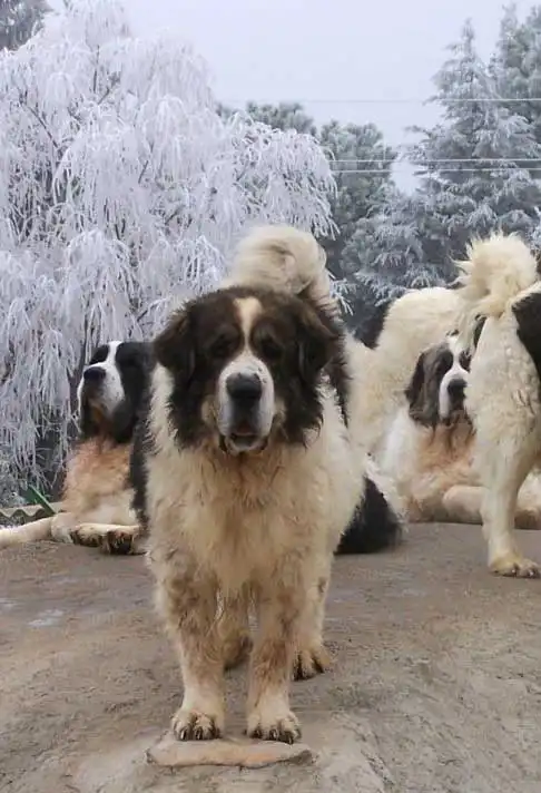 Breed Appearance