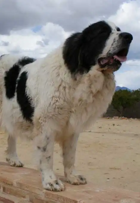 Behavior & Temperament