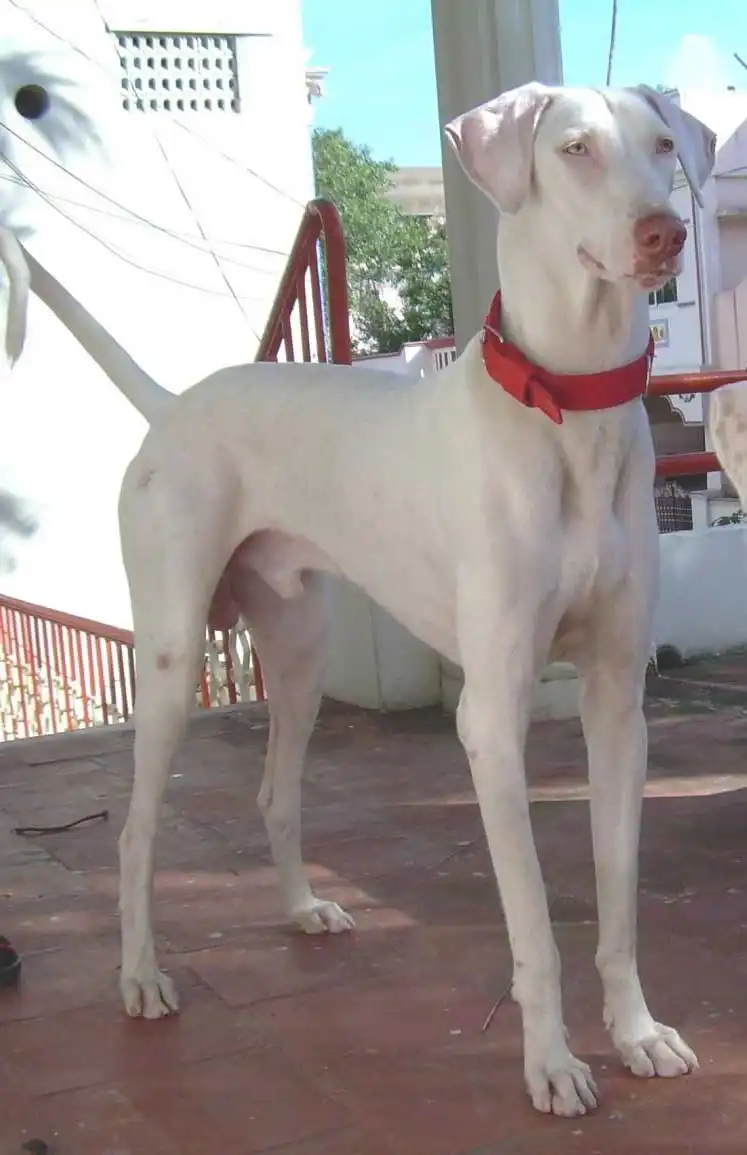 Breed Origin