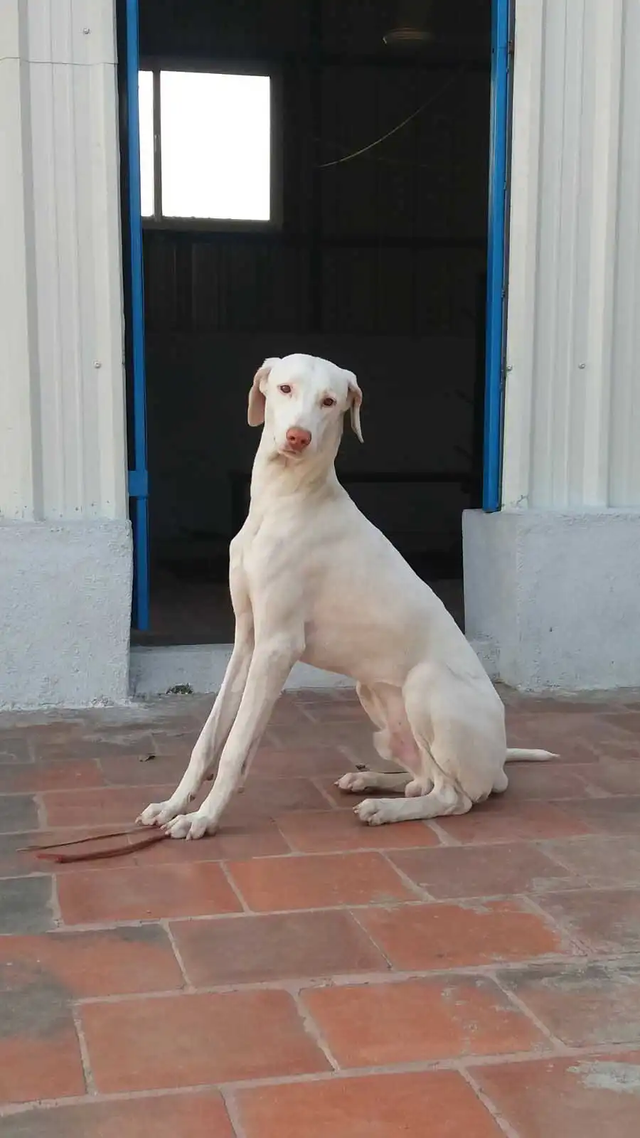 Breed Appearance
