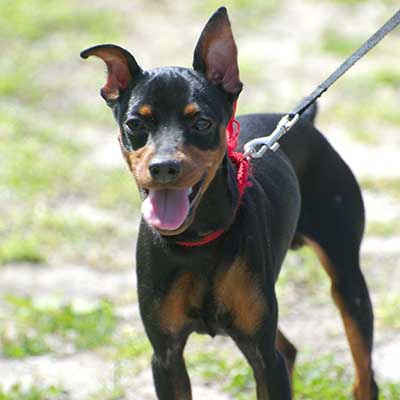 Rat Pinscher
