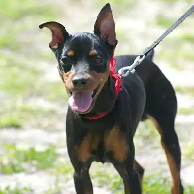 Rat Pinscher dog breed.