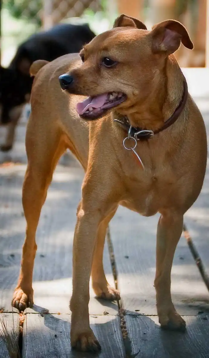 Breed Origin