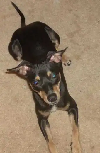 Breed Appearance