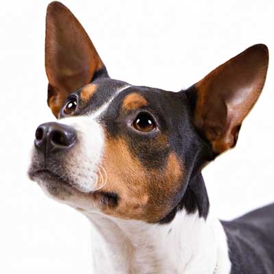 Rat Terrier