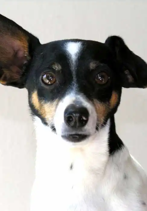 Breed Appearance