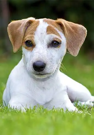 Behavior & Temperament
