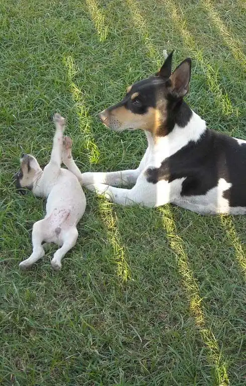 Play & Exercise