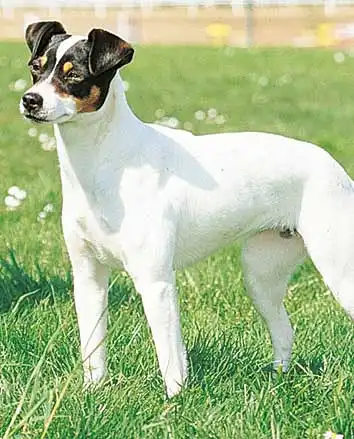 Besoins d'Exercice du Ratonero Bodeguero Andaluz