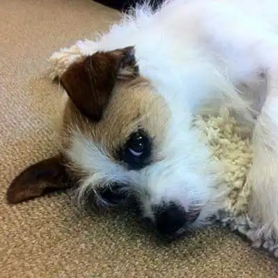 Ratshi Terrier dog breed.