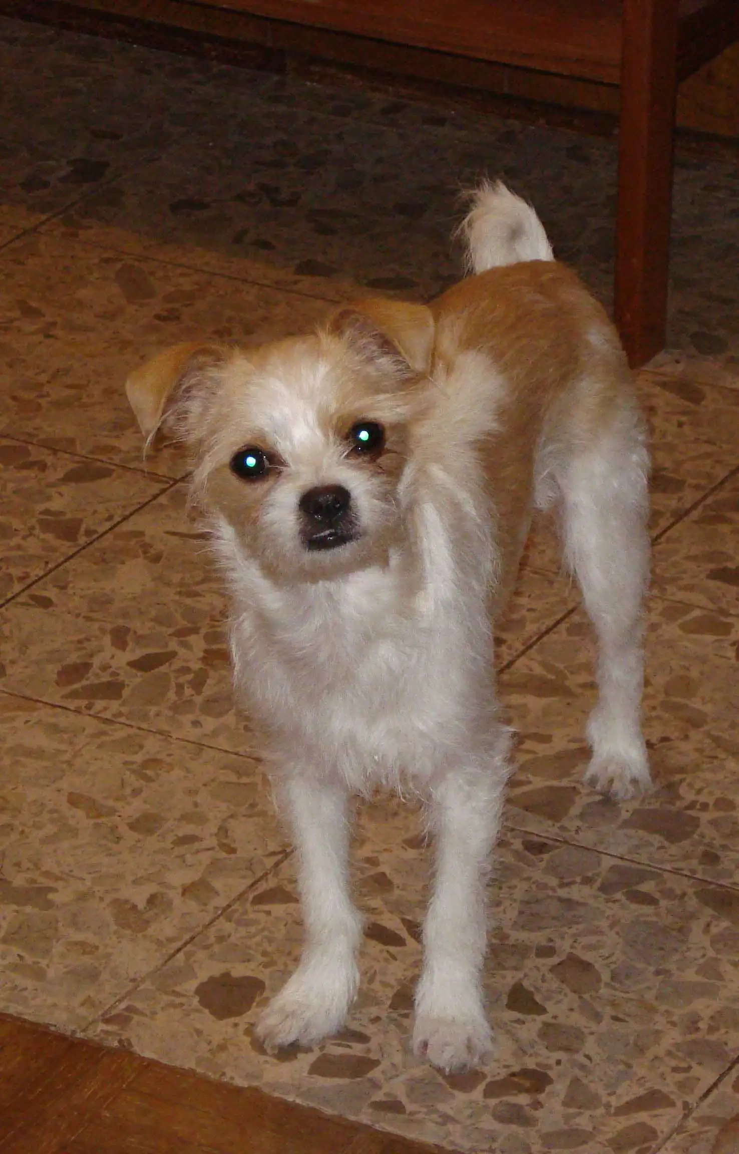 Breed Origin