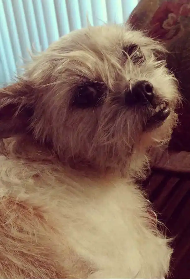 Breed Appearance
