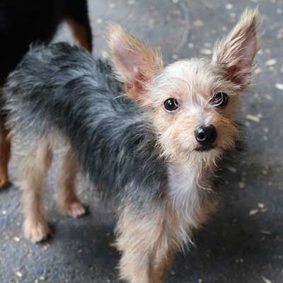 Ratshire Terrier