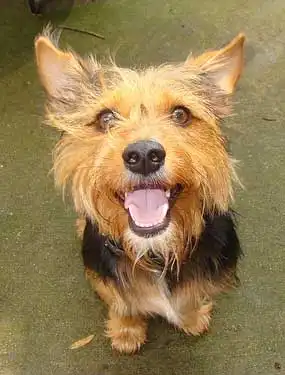 Origine & Histoire du Ratshire Terrier