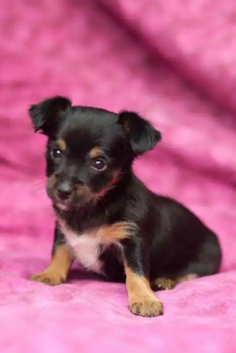 Apparence du Ratshire Terrier