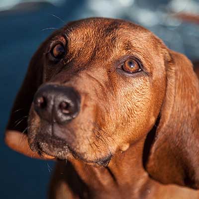 Redbone Coonhound