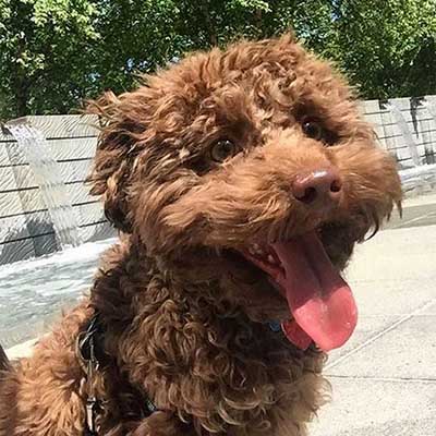 Redbone Coonoodle