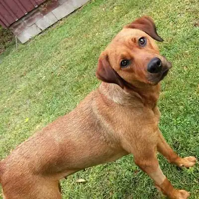 Rhodesian Labrador dog breed.