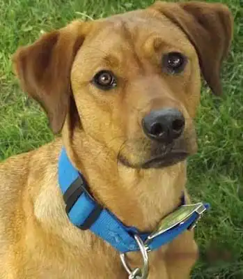 Breed Appearance