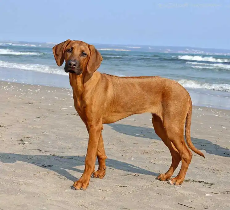 Perro crestado de Rodesia