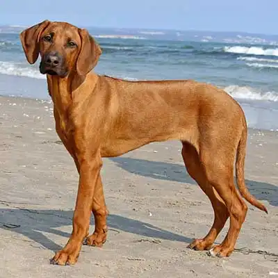 Rhodesian Ridgeback dog breed.