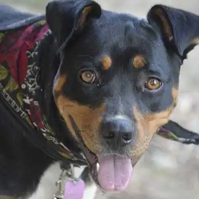 Rottbull dog breed.
