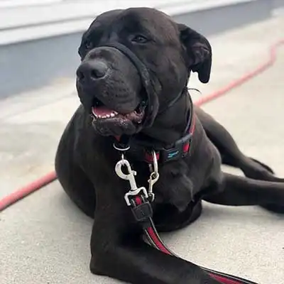 Rotticorso dog breed.