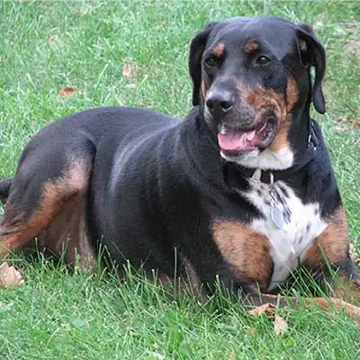 Rottmatian dog breed.