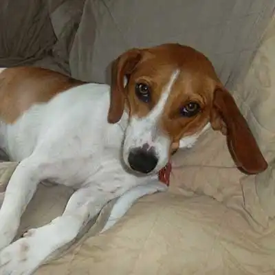 Running Walker Foxhound dog breed.