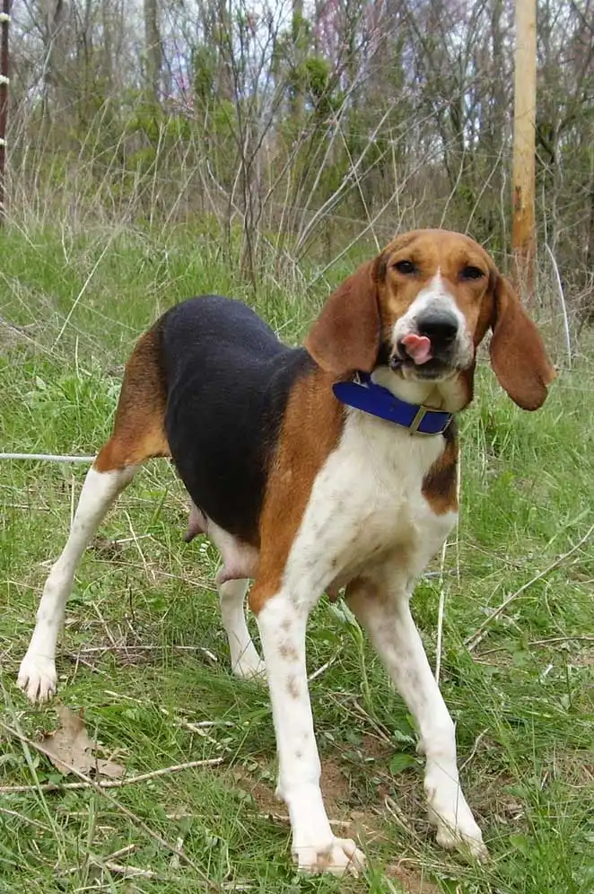 Breed Origin