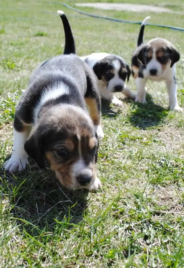 Breed Appearance