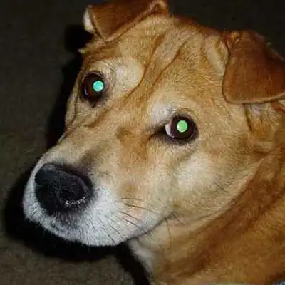 Rus-A-Pei dog breed.