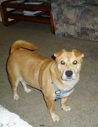 Breed Origin