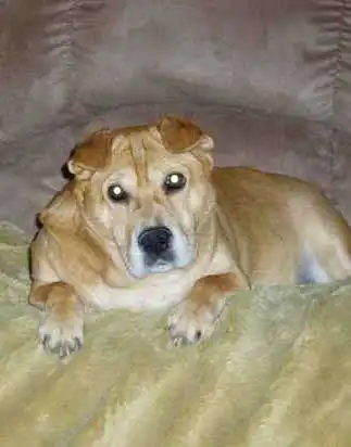 Breed Appearance