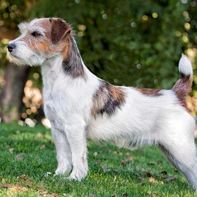 Russell Terrier