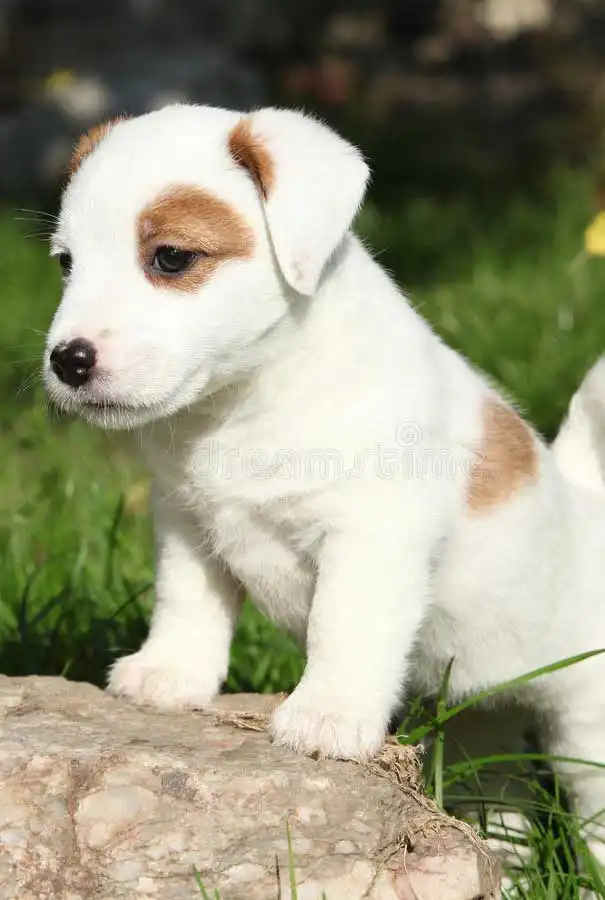 Breed Origin