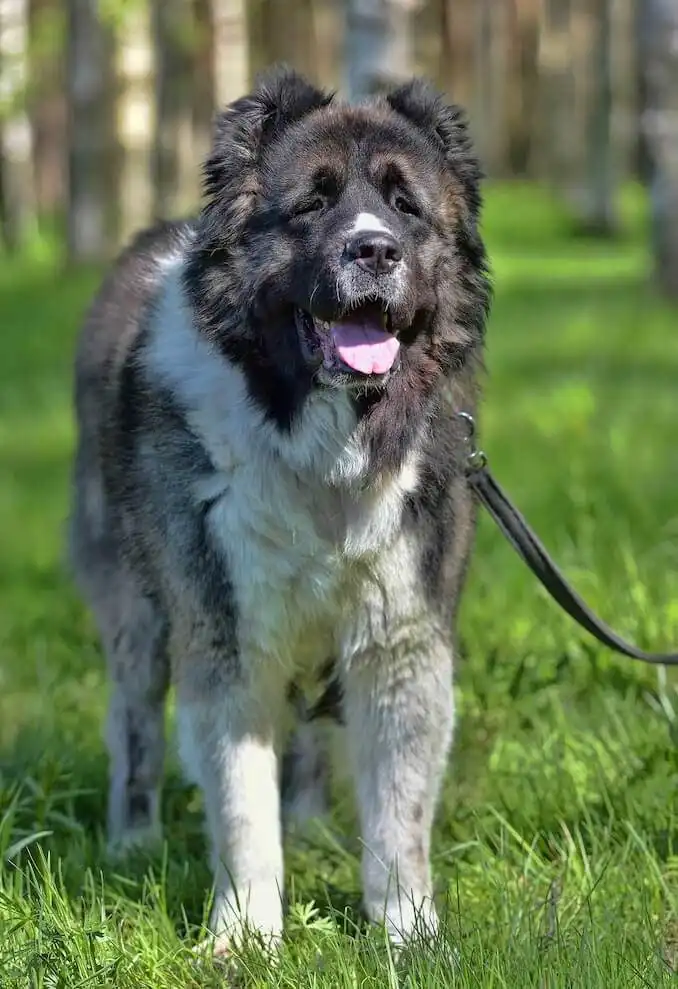 Breed Origin
