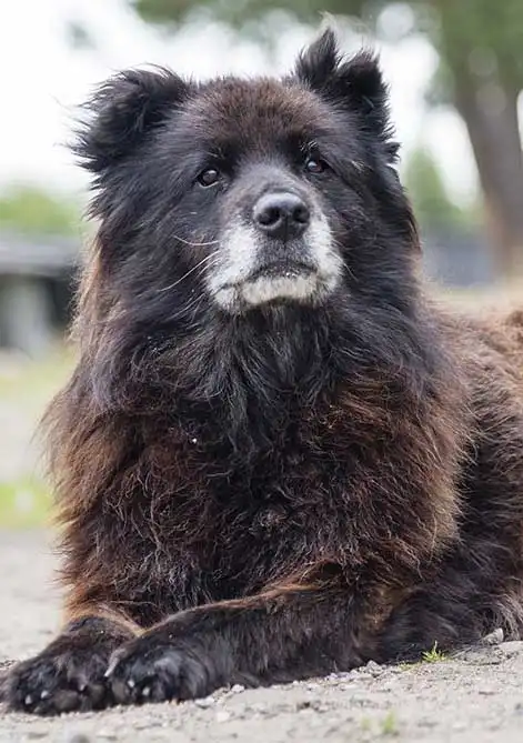 Breed Appearance