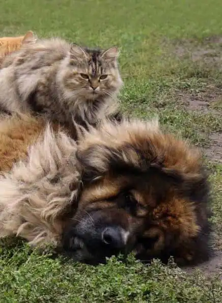 Behavior & Temperament